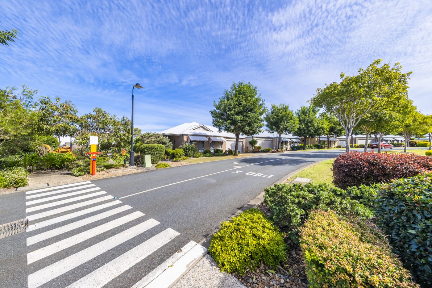 How to buy Fig Tree Levande